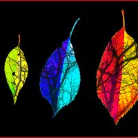 Leaf Fall - Howard Hunt